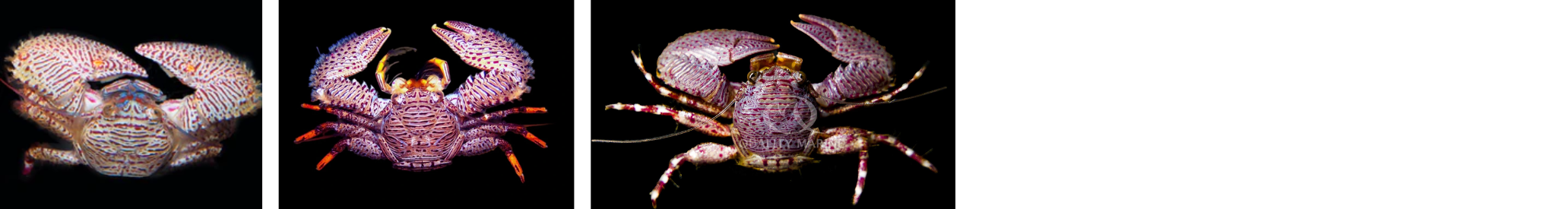 Image of zebra porcelain crab